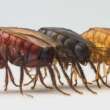 Why Effective Flea Control on Your Patio is Essential for a Healthy Environment